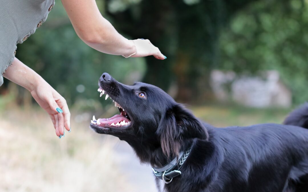 Dog And Pet Attacks Lawyer Santa Rosa